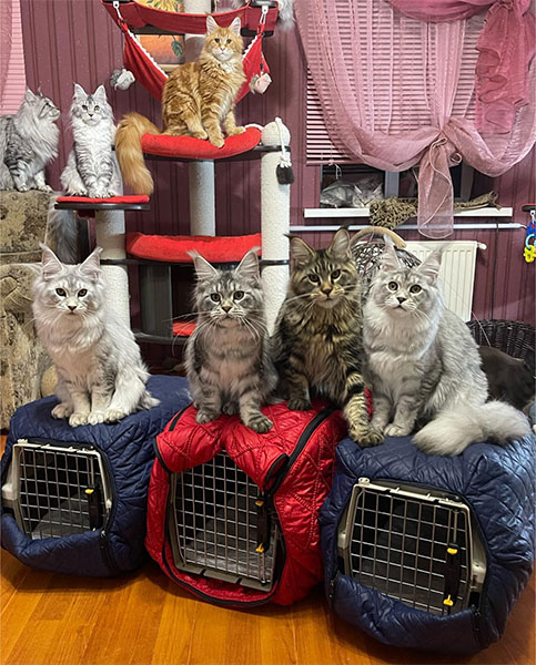 Pet Carrier for a Maine Coon Cat